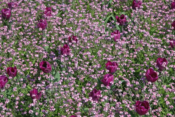 Фиолетовые цветы в саду — стоковое фото