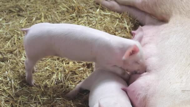 Hungry Piglet Sucking — Stock Video