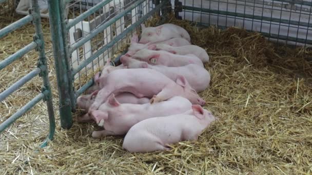 Slapende biggen op de boerderij — Stockvideo