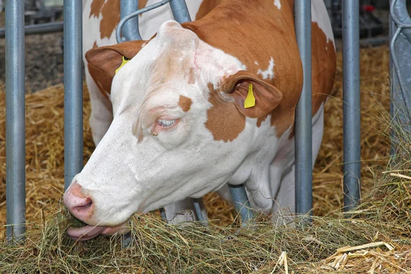 Kuh frisst auf Bauernhof — Stockfoto
