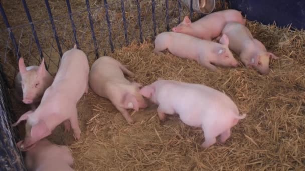 Pigs in Pen — Stock Video