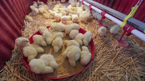 Baby kuikens op boerderij — Stockvideo