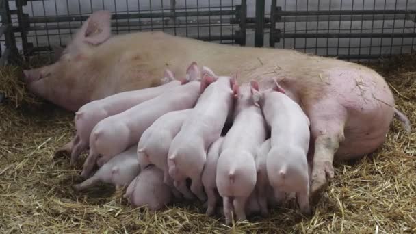 Piglets Suckling in Sty — Stock Video