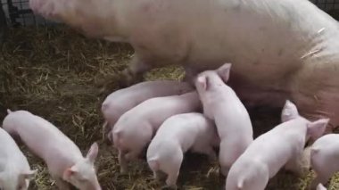 Pigglets çiftliğinde