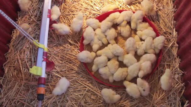 Poussins à la ferme — Video