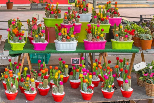 Beautiful Cactus Flowers Farmers Market Stall — Stock Photo, Image