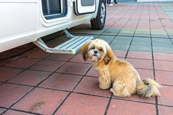Perro Pequeño Solo Para Mascotas Delante Camper — Foto de Stock