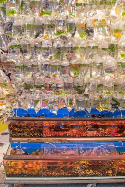 Akvaryum ve Japon Balığı Hayvan Dükkanında Su Torbası