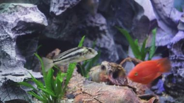 Taş Kaya Altında Altın Balık Akvaryumu