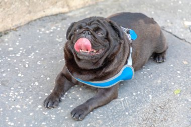 Siyah Pug Yatıyordu ve Dil Takılıyordu