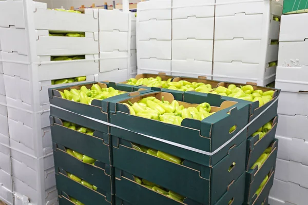 Zelená Paprika Skladu Skladovacích Boxů — Stock fotografie