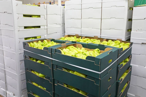 Almacén Almacenamiento Pimientos Verdes Cajas —  Fotos de Stock