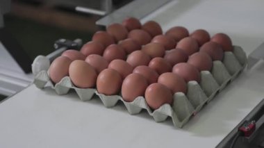Taşıyıcıdaki Taze Yumurta Kodlama Tarihi