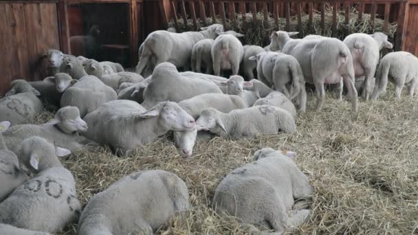 Πρόβατα Ωοτοκίας Στο Hay Στη Γεωργική Εκμετάλλευση — Αρχείο Βίντεο