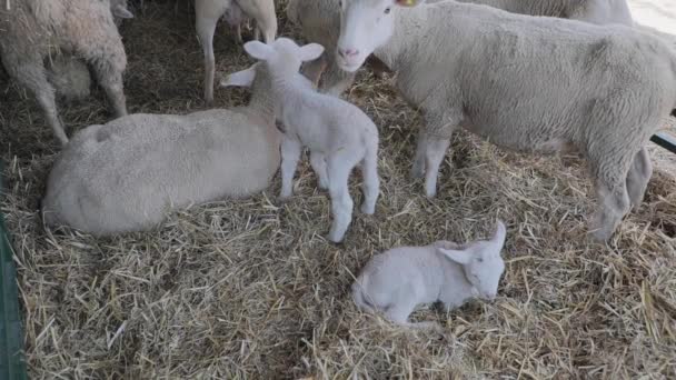 Two Newborn Lambs Hay Farm — Stock Video