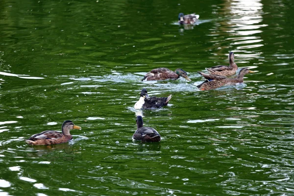 Ducks Swimming Green Pond Water City Park — Stock Photo, Image