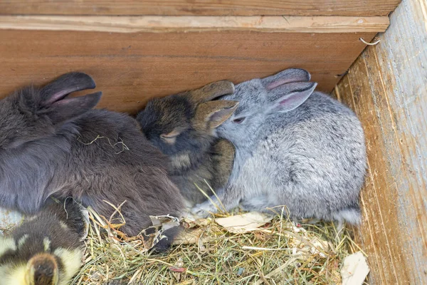 Çiftçi Pazarında Küçük Tavşanlar Kutusunda — Stok fotoğraf