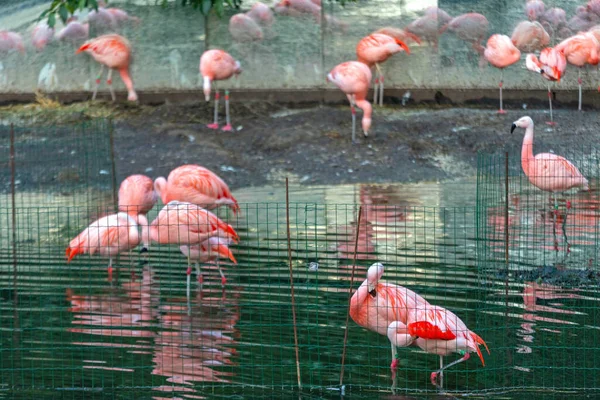 Pink Flamingos Birds Zoo Water Pond — Stock Photo, Image