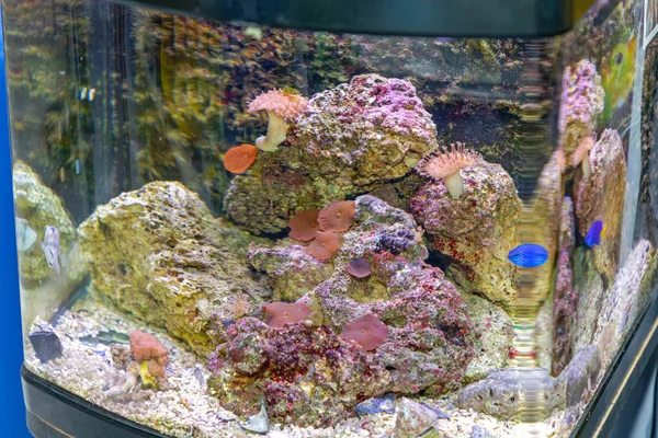 Mercan Resifli Küçük Akvaryum Taş Balık Tankı — Stok fotoğraf