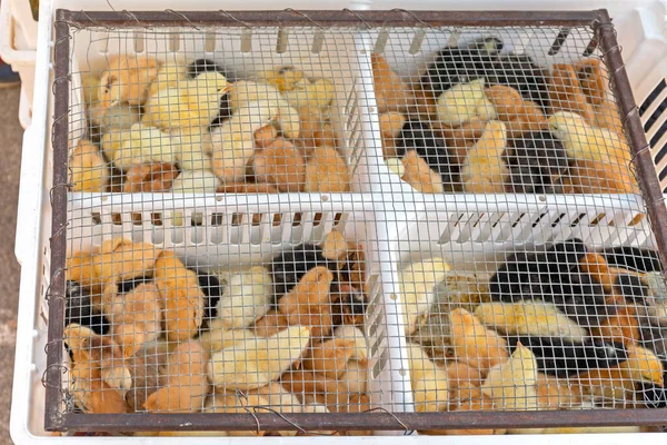 Многие Новорожденные Цыплята Пластиковой Транспортной Коробке — стоковое фото