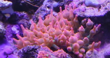 Resif Akvaryumu 'ndaki Pembe Yumuşak Mercan Akvaryumları