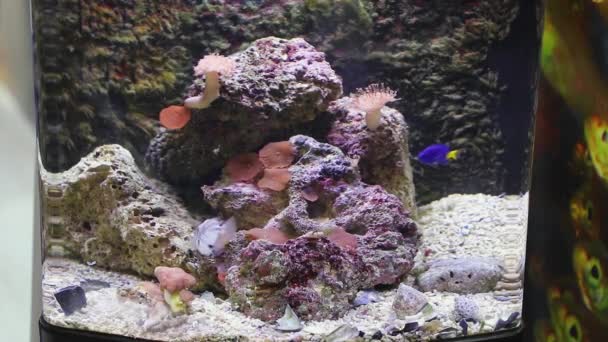 Kleines Aquarium Korallenriff Fischbecken Unter Wasser — Stockvideo