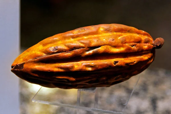 Raw Cocoa Bean Pod Jihu — Stock fotografie