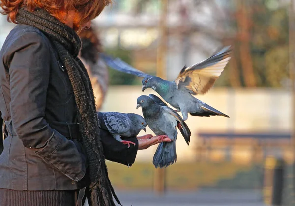 Mujer Alimentando Palomas Mano —  Fotos de Stock