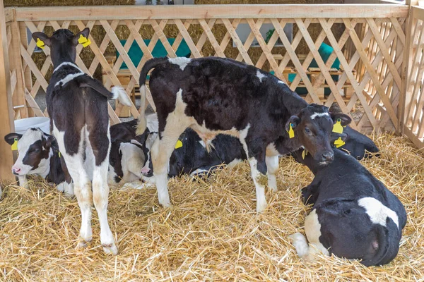 Muchas Vacas Terneras Pequeñas Paja Granja —  Fotos de Stock