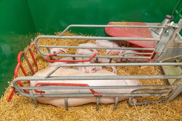 Big Sow Piggles Straw Farrowing Parlour Farm — Stock Photo, Image