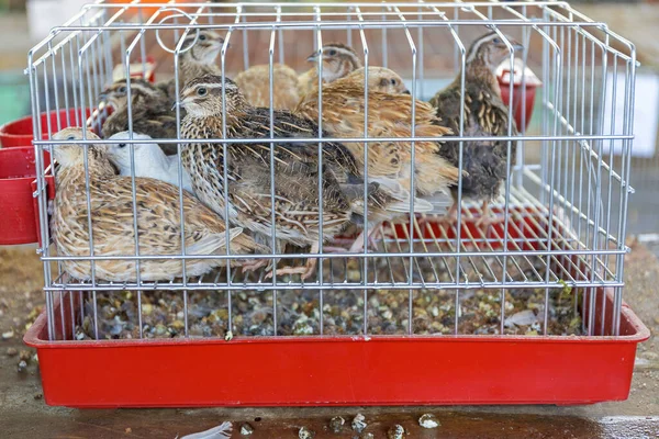 Viele Kleine Wachtelwildvögel Käfig — Stockfoto