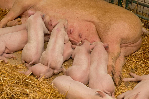 Sow Suckling Piglets Straw Farm — Stock Photo, Image