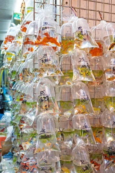 Goudvis Zakken Met Water Bij Pet Shop Wall — Stockfoto