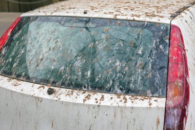 Hasarlı Aracın Altında Kuşlar Kaka Yapıyor