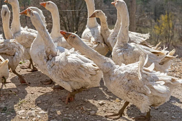 Flock Geese Free Range Rural Farm — Stock Photo, Image