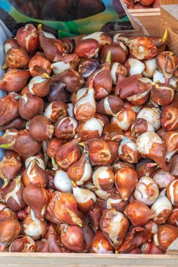 Kutudaki Ünlü Hollanda Lale Ampulleri