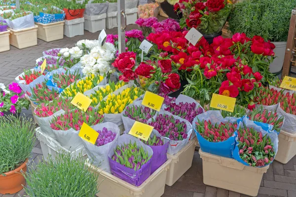 Kleurrijke Verse Tulpen Bloemen Grote Boeketten Bij Bloemist Shop — Stockfoto