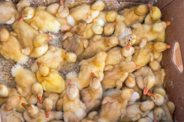 Много Желтых Новорожденных Цыплят Утки Коробке — стоковое фото