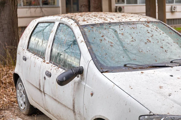 Птицы Какают Поврежденный Автомобиль Припаркованный Деревом — стоковое фото