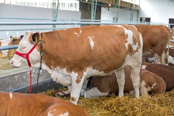 Big Brown Cows Barn Dairy Farm — Stock Photo, Image