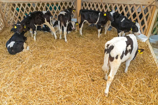 農場でのわらの多くの小さな子牛 — ストック写真