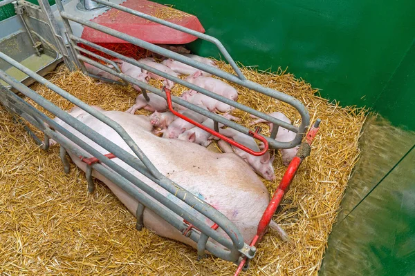 Große Sau Mit Schweinen Stroh Auf Dem Abferkelhof — Stockfoto