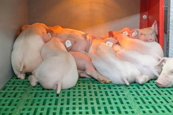 Muchos Cerdos Recién Nacidos Debajo Del Calentador Lámpara Granja Moderna —  Fotos de Stock