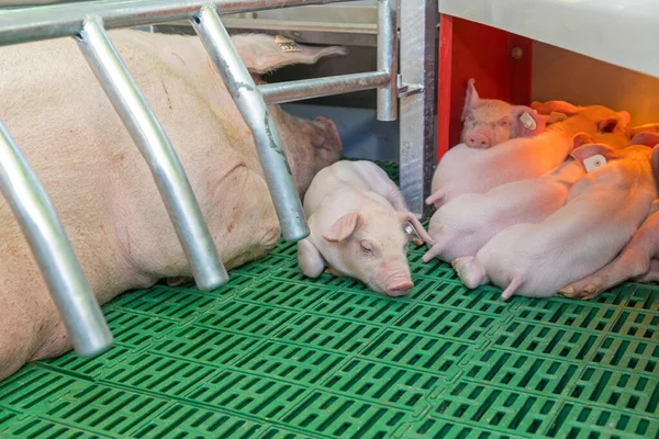 Ein Ferkel Der Abferkelstube Auf Dem Modernen Bauernhof — Stockfoto