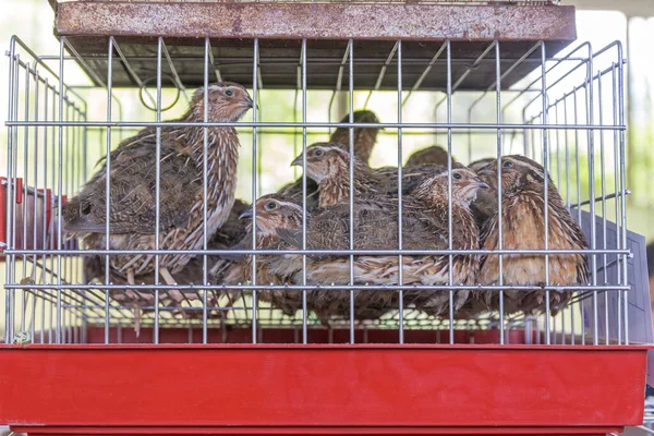 Muchas Pequeñas Aves Caza Codorniz Jaula — Foto de Stock