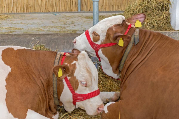 Due Grandi Mucche Marroni Caseificio — Foto Stock