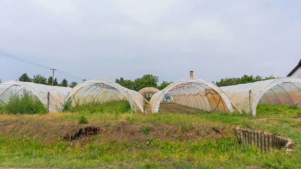 Пластиковый Зеленый Дом Вегетарианской Фермы — стоковое фото