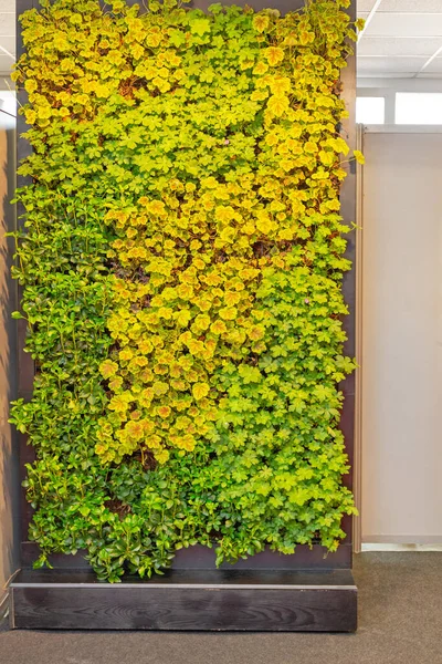 Зеленая Стена Живет Вертикальный Сад Доме — стоковое фото