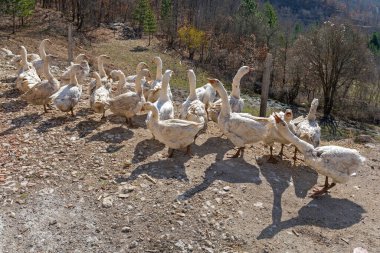 Kırsal Çiftlikteki Kaz Sürüsü