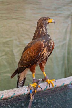 Sarı gagalı Kahverengi Kartal Kutupta